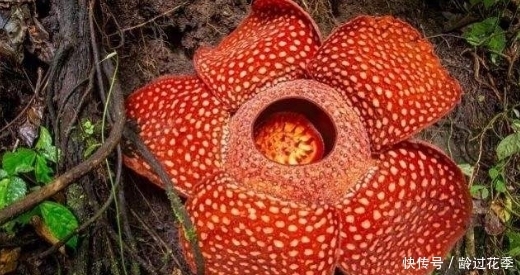 有着“世界花王”之称,吸引大批游客,捂着鼻子前来一睹风采