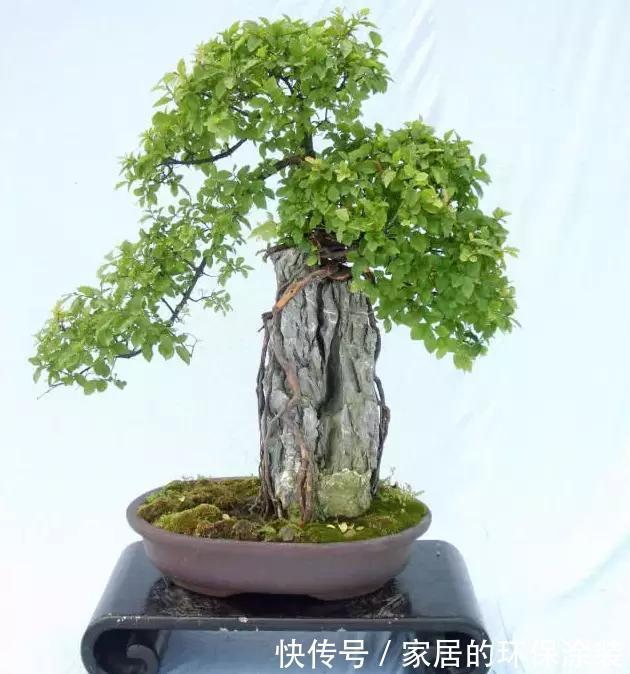 漂亮|漂亮的附石盆景，令人爱不忍释