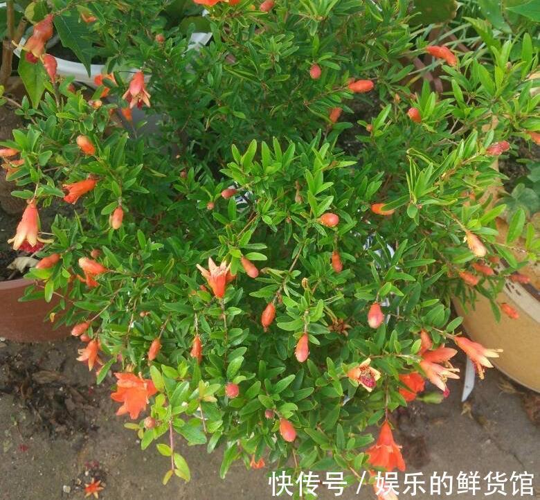 盆栽|夏天里这5种花,爱喝水是大水桶,每天浇水才能枝叶翠绿长势旺