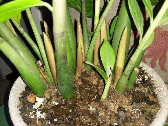 正确|5种花“专吃土”,砸开花盆全是“大块根”,这么做才正确