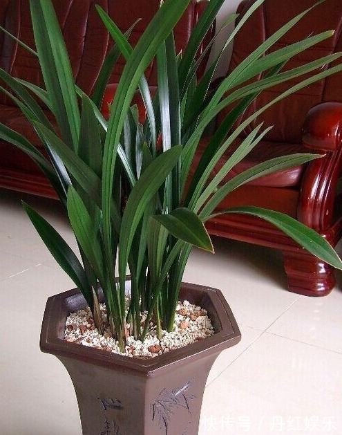 光照|兰花长势旺盛不开花,教你4个小“妙招”,轻轻松松开爆盆!