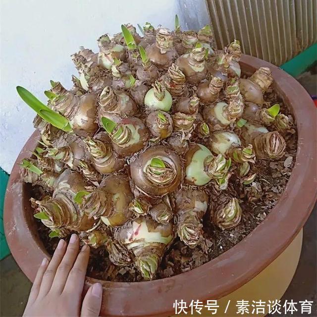 他养朱顶红,“爆崽”有方法,1个种球变10个,多的全送人