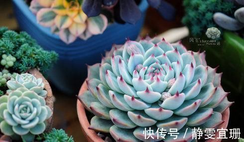 爆盆|家里养多肉，掌握几个要点，肉嘟嘟真好看，新手也能养爆盆