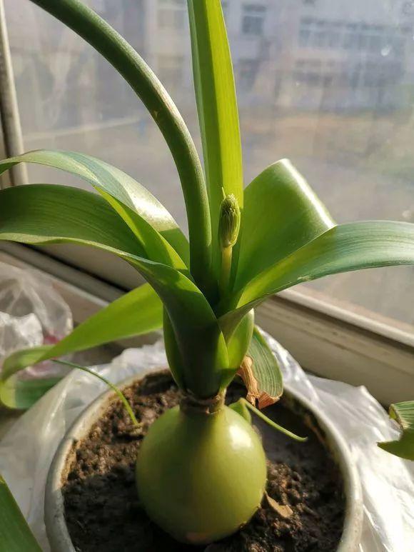 6种耐旱花,“大肚子”里面都是水,一个月不浇也没事!