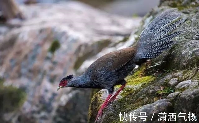 白鹇|白鹇鸡!太美了!