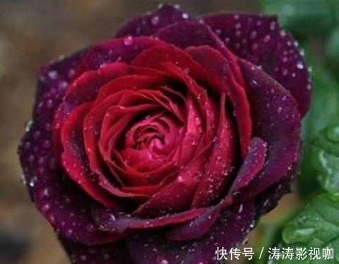 玫瑰花|玫瑰花,最美的“4种”,随便养一盆,比香水好闻,比牡丹更好看