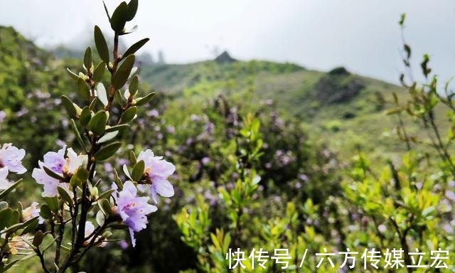 杜鹃花|青海夏季的山坡是这么的美丽，杜鹃花是最好的花