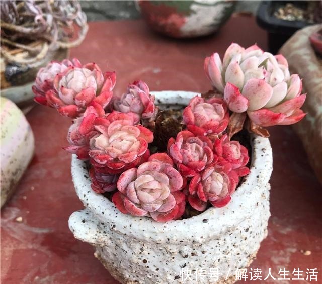 多肉养护“喷水”是绝招，养出“极品红”多肉，红红火火迎新年！