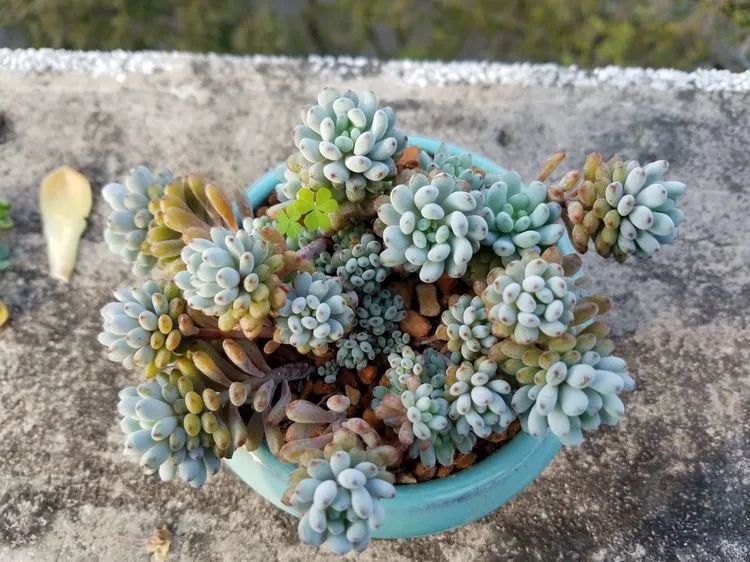 养肉三年,分享养肉经验,谈谈适合逆开挂区的多肉!