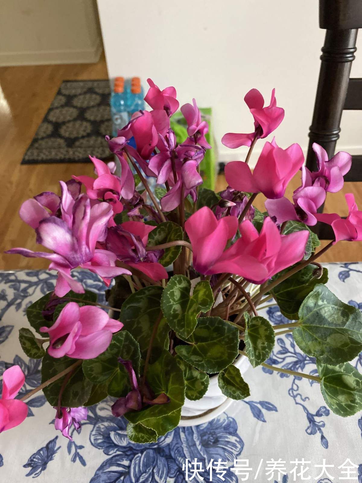 山茶花|古人说的盆花五姊妹,一个比一个漂亮,放在居室真美观