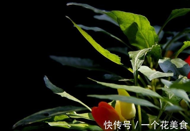 长得像樱桃,城里人把它当盆栽,殊不知做泡菜是一绝,脆爽可口!