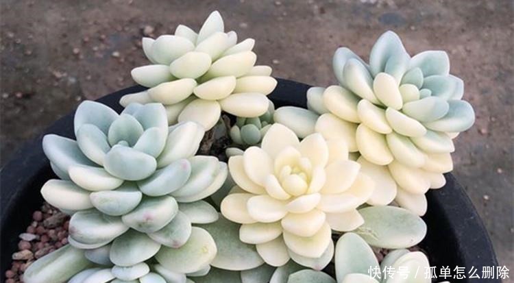 多肉“长不高”,盆里加点“白粉末”,1个月后,不长也得长!