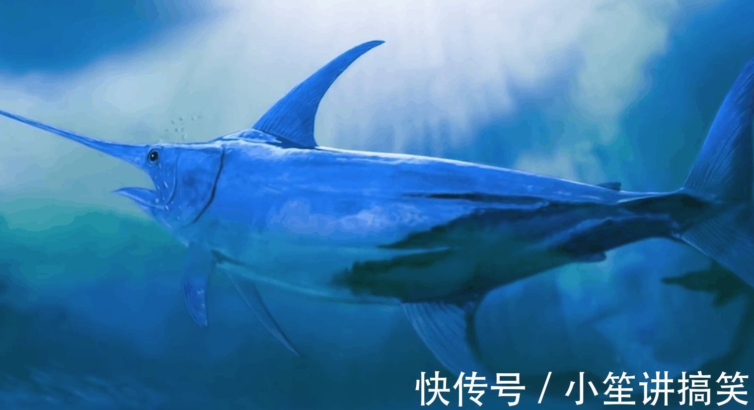 食用鱼的种类 食用鱼的种类