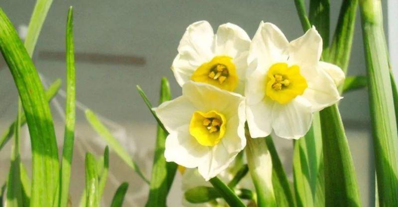 养花试试这几款，花谢之后将残花摘掉，避免它结出种子