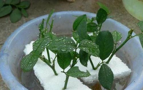 自来水|泡沫板你扔了拿来养花,有大用处,3-5天花卉就生根