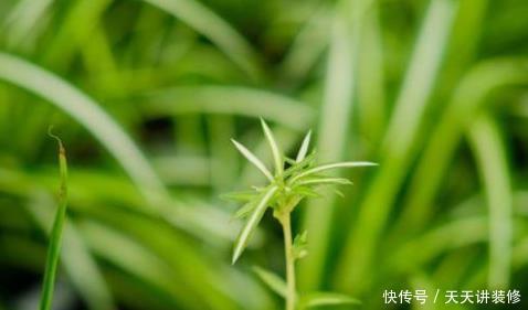 室内的文竹、吊兰和绿萝黄叶了,用这招轻松搞定,叶子绿油油