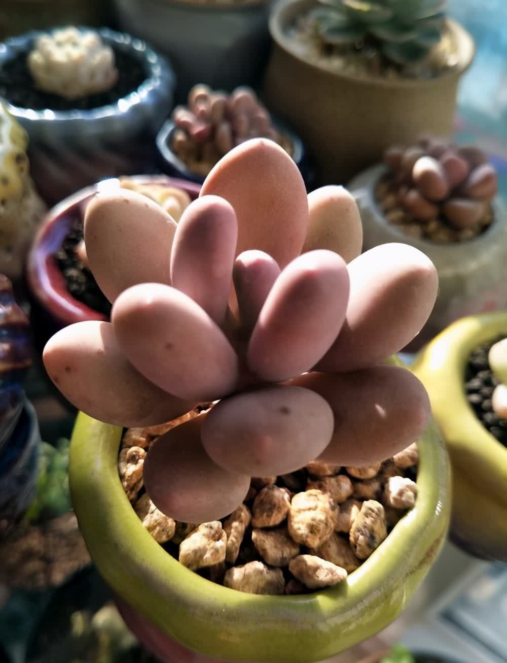 厚叶草属多肉家族,简介灯美人、青星美人、冬美人、星美人等