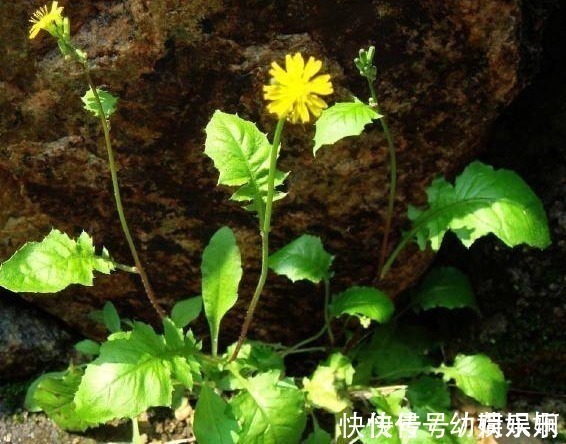 杂草|乡下的“九死还魂草”,长在地里没人搭理,关键时候能救命