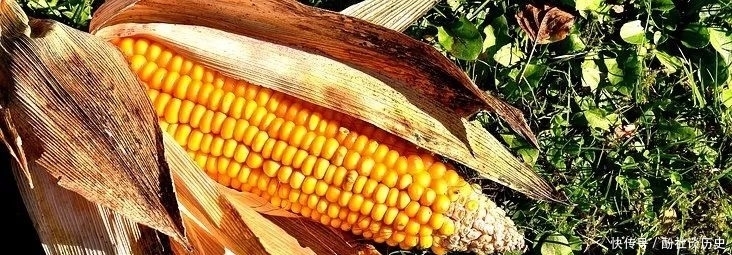 别再一直吃大米啦,改善体质加营养,这6种“长寿米”别错过!