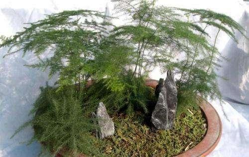 文竹爱黄叶,学了这5招,叶子绿的滴油,蹭蹭长到巨无霸!