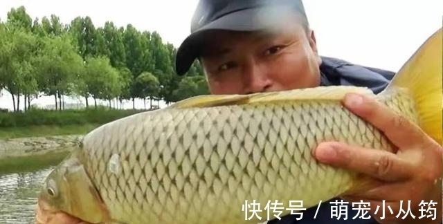 米饭|用过最好的饵料,没有之一,饵料一入水就被鲫鲤鱼疯抢