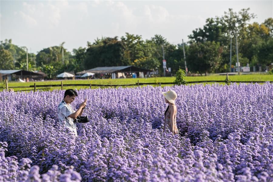 花海|泰国清迈花海引游人