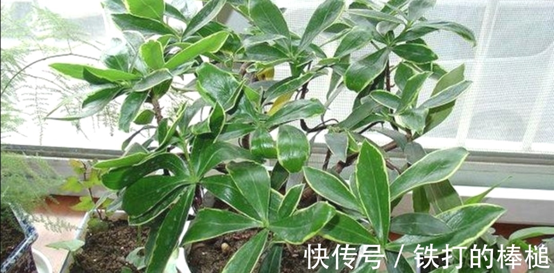 金边瑞香开完花后,下一步要如何养护?植株才能长得旺盛