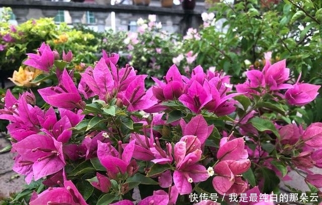 叶片|三角梅开败了?狠狠心,用3个“高招”,挤满新枝芽,又爆二茬花