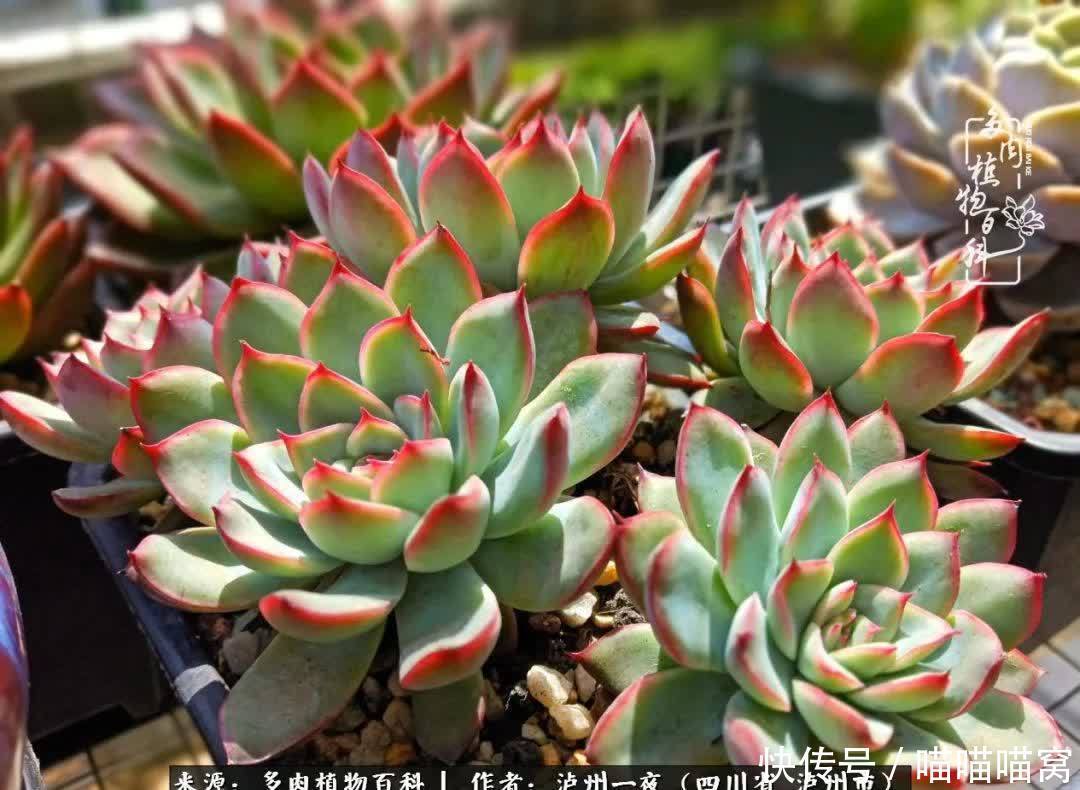 今日阳光正好怎能浪费?多肉美照拍拍拍!