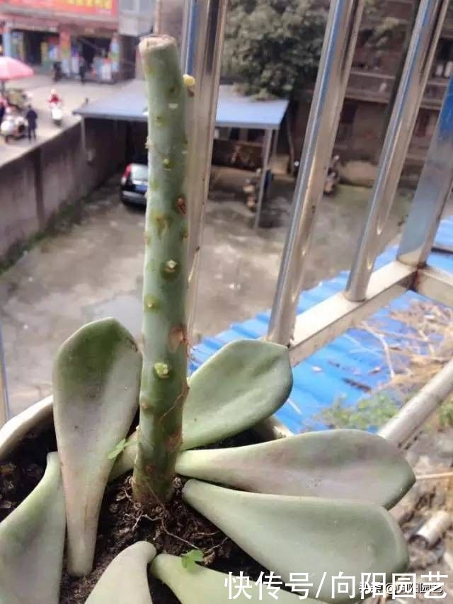 多肉徒长|多肉徒长咋处理？分2种情况，根据徒长情况，要么撸叶子要么砍头