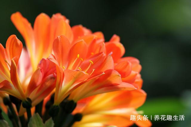 君子兰喝了这种4毛钱不到的“液体”,枝繁叶茂花开爆盆