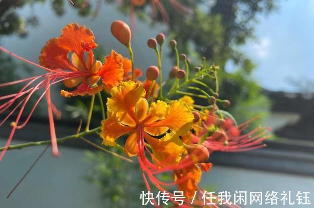 醉夕阳$「七绝·醉夕阳」知秋木叶遍山黄,宠辱偕忘醉夕阳