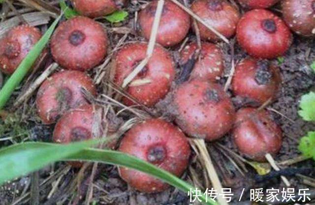 皮肤|懂得保养的都吃它,能通经活络,抗疲劳,令皮肤光泽更细滑