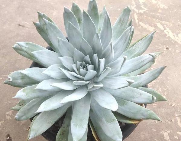 夏季养多肉需要换土，按照5步修根缓苗，新手小白皆可轻松上手