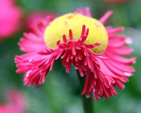 家养一盆“太阳菊”，花开90天，比长春花开花多，比太阳花更好看