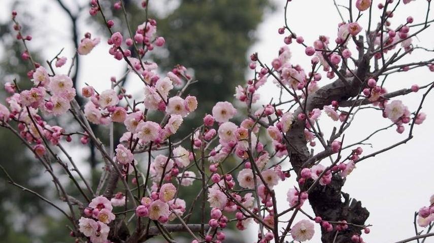 牡丹|十大名花中排名前6的花,家里养1盆,大气,上档次,你喜欢吗
