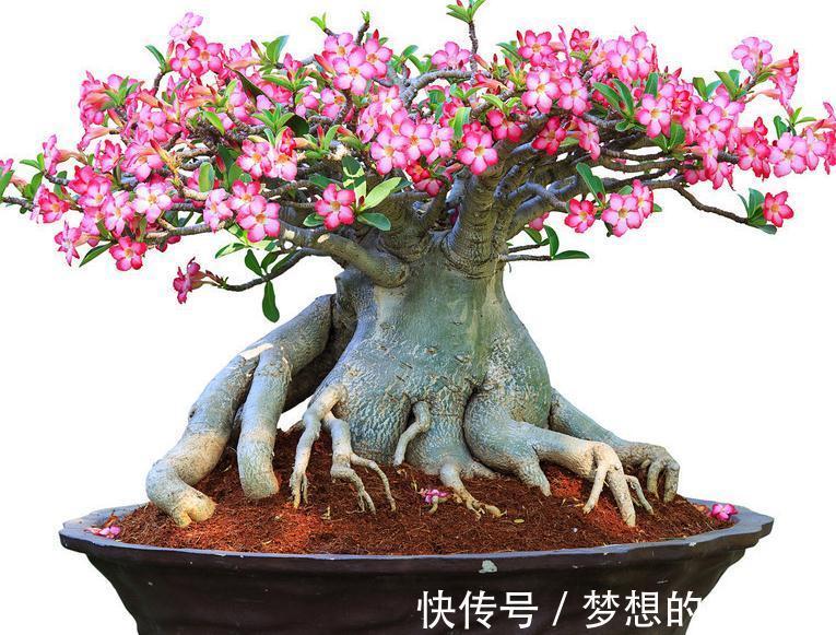 沙漠玫瑰的茎杆太细，想要它长粗一点该怎么办