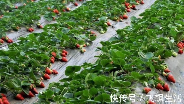 水果再贵|怀孕后,这4样水果再贵都要吃,对胎儿眼睛好,比吃保健品管用