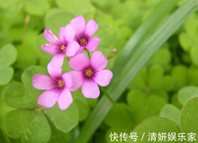 旺夫益子|最好命的三大生肖女，生儿子能成龙，生女儿能成凤，老了最享福！