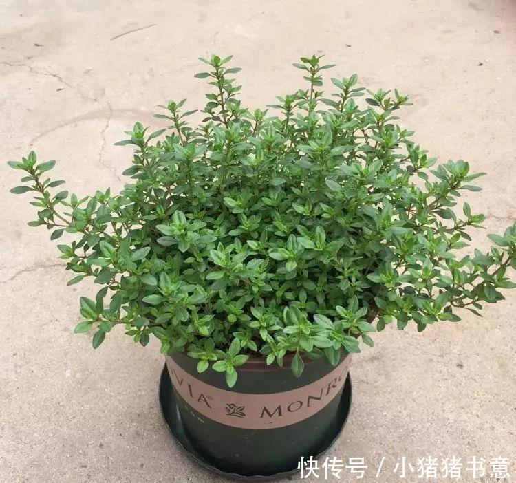 喜欢叶子有香味的花?5种芳香的绿植,比绿萝更好养更耐看
