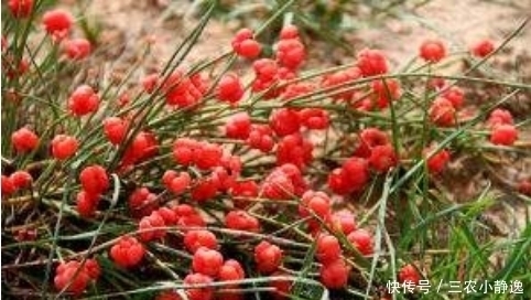 农村一种“假樱桃”,国家管制的草药,发汗散寒,利尿消炎治痛风