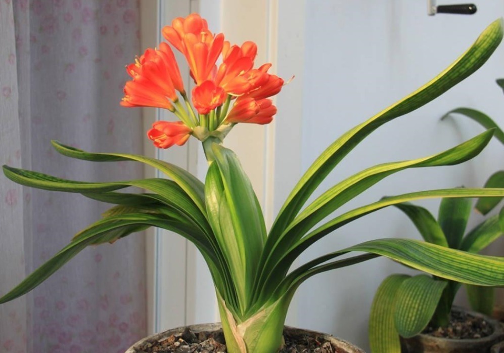 土壤|养不好君子兰有“5不”,新手照做任意一条,都会导致出问题