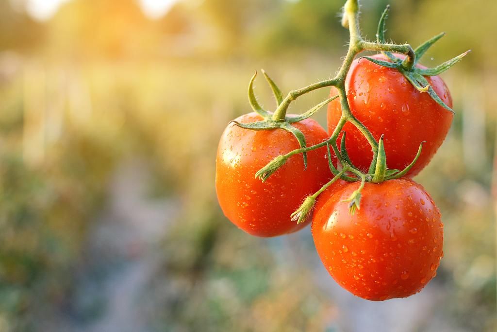 番茄红素抗氧化效果是β-胡萝卜素的2倍多，西瓜、粉红葡萄柚里也有！