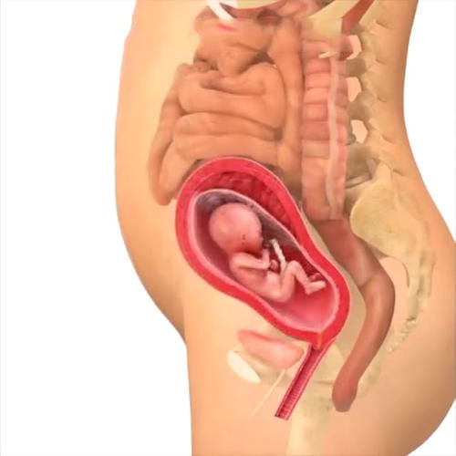 胎儿|孕期40周胎儿生长发育组图，胎儿是这样一天天长大的