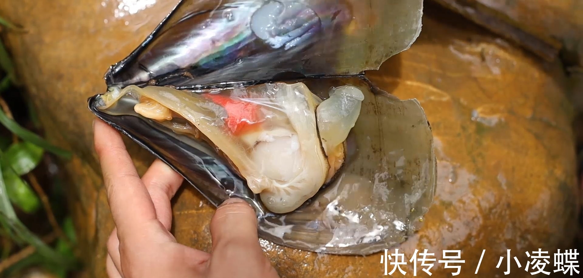 带子|新鲜的带子加入秘制的蒜蓉辣酱,烤得流出汁来,太香了!