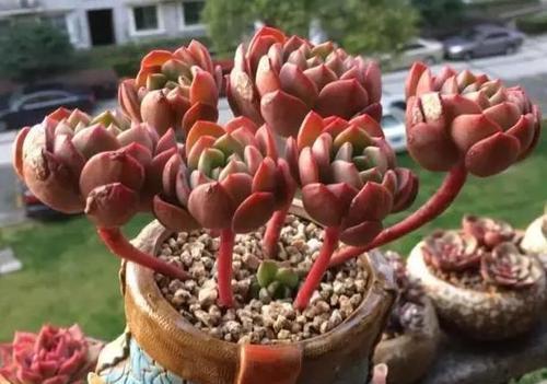 根系|露养的多肉浇水后，叶子发软奄奄一息，多半是3个原因导致