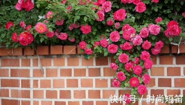 月季花墙，小苗快速成型的“窍门”，一年满枝芽，长出一面花墙