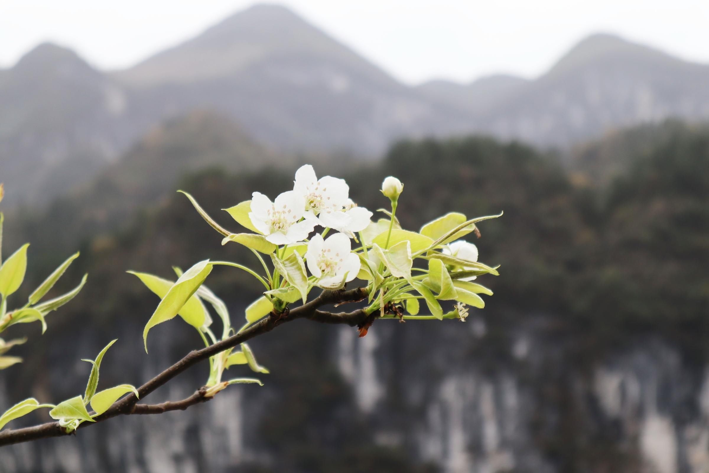 鹤峰：簌簌梨花映春光