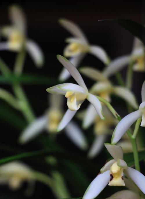  持久|高雅之兰“青山玉泉”，花叶俱美，香味浓郁持久，每年可开花3次