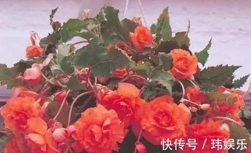 旱金莲|家里这些花卉吊起来养,既增加了观赏价值,又节省了养殖空间